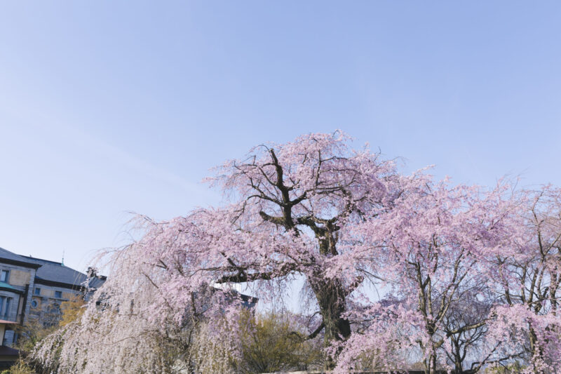 円山公園の桜