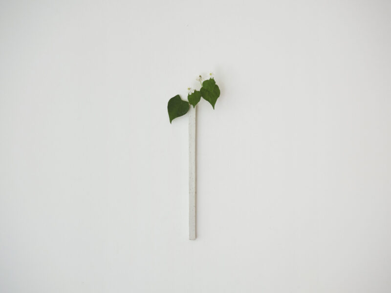 野の花