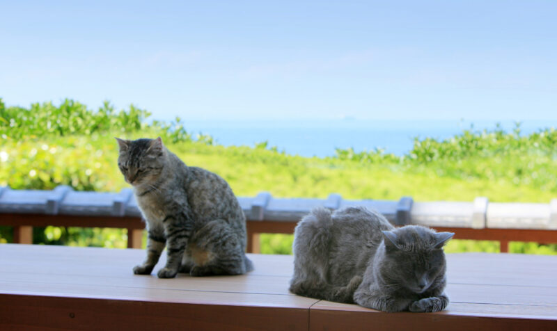人懐っこい野良猫ちゃん達