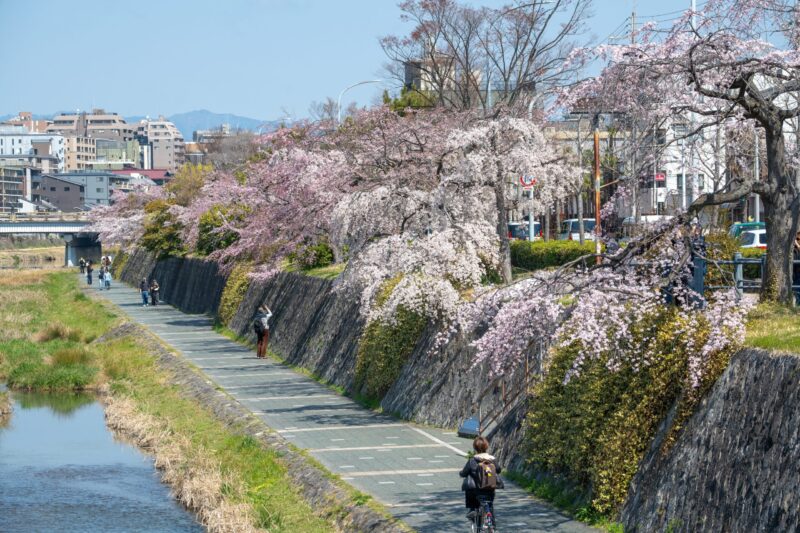 鴨川沿いの桜