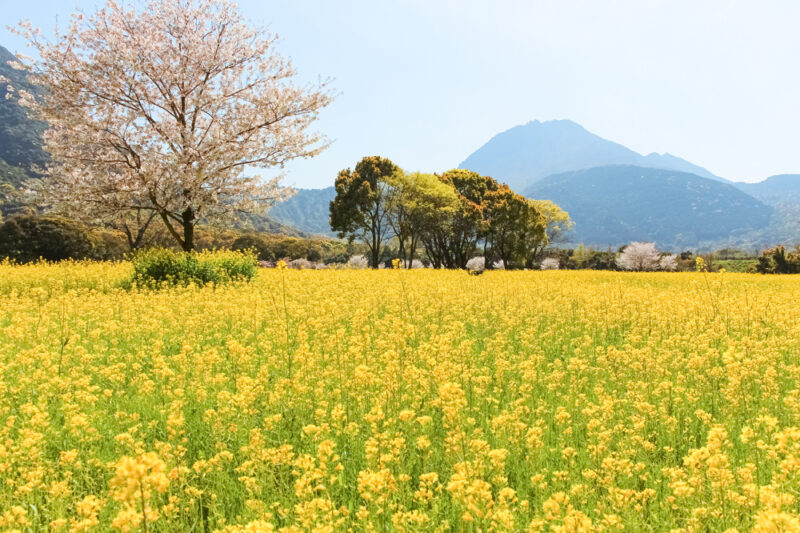 壮大なお花の公園「しまばら火張山花公園」