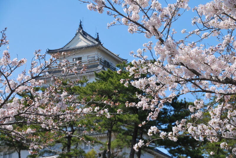 歴史を彩る「島原城の桜」